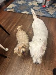 Found/Stray Male Dog last seen Found on Monroe and Chestnut NE, Washington, DC 20018