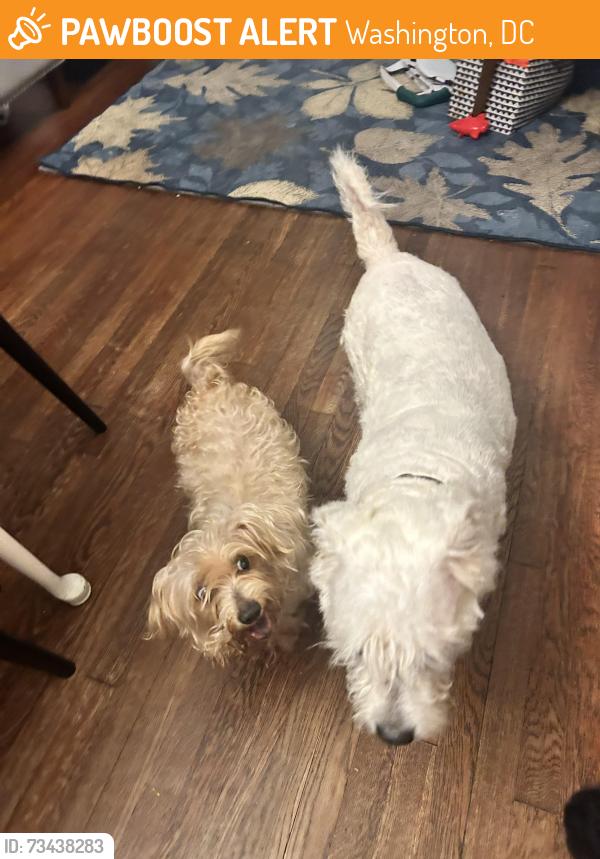 Found/Stray Male Dog last seen Found on Monroe and Chestnut NE, Washington, DC 20018