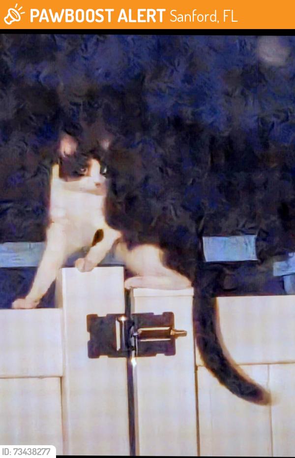 Found/Stray Unknown Cat last seen E Airport Blvd and 1792, Sanford, FL 32773