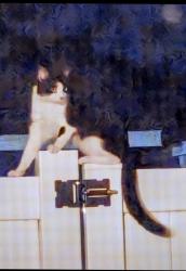 Found/Stray Unknown Cat last seen E Airport Blvd and 1792, Sanford, FL 32773