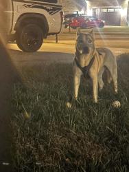 Found/Stray Unknown Dog last seen McLellan Farms, Bowling Green, KY 42101