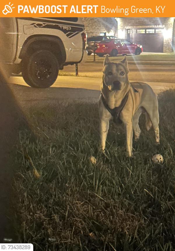 Found/Stray Unknown Dog last seen McLellan Farms, Bowling Green, KY 42101
