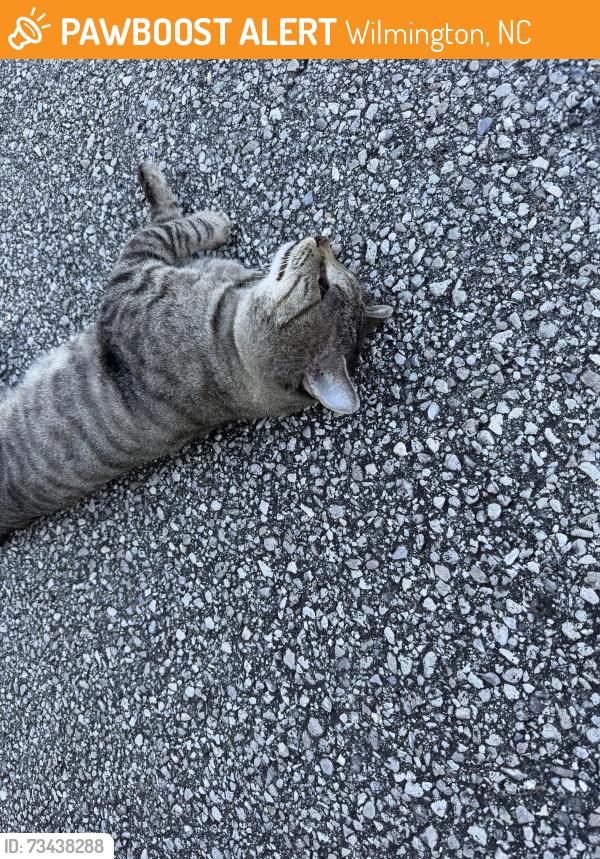 Found/Stray Male Cat last seen Near The Pointe eastbound on 17th in George Anderson turning lane, Wilmington, NC 28412