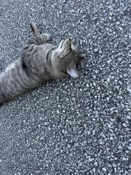 Found/Stray Male Cat last seen Near The Pointe eastbound on 17th in George Anderson turning lane, Wilmington, NC 28412