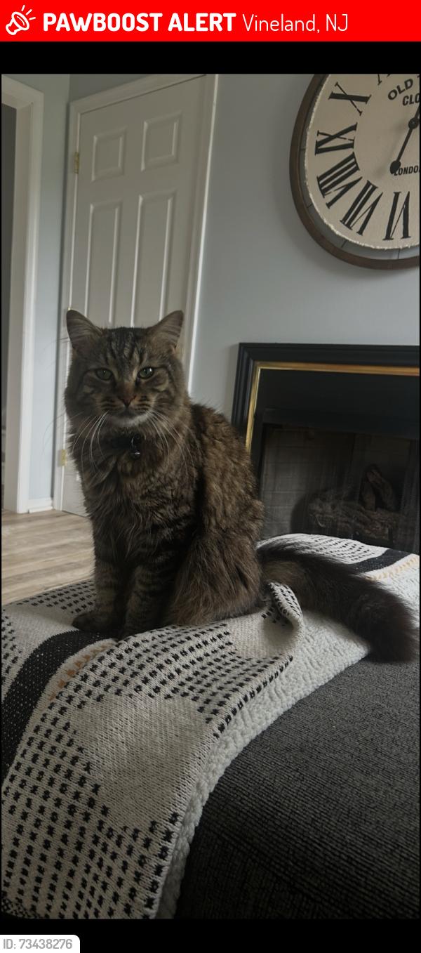 Lost Male Cat last seen Brookfield and Marion Street, Vineland, NJ 08361