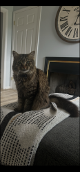 Lost Male Cat last seen Brookfield and Marion Street, Vineland, NJ 08361