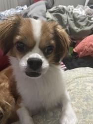 Reunited Male Dog last seen Alma school and Medina, Mesa, AZ 85202