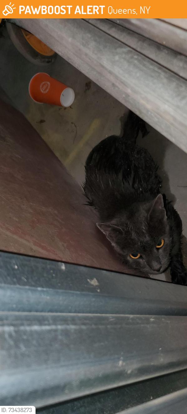 Found/Stray Unknown Cat last seen Waters Edge Drive and 24th Avenue, Queens, NY 11360