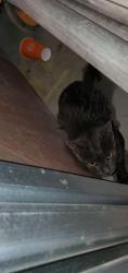 Found/Stray Unknown Cat last seen Waters Edge Drive and 24th Avenue, Queens, NY 11360