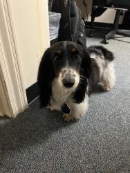 Reunited Unknown Dog last seen Memorial Dr, Houston, TX, USA, Houston, TX 77055