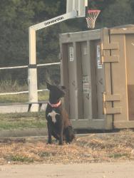 Found/Stray Unknown Dog last seen 41st and Garnett dove school back of the school, Tulsa, OK 74146