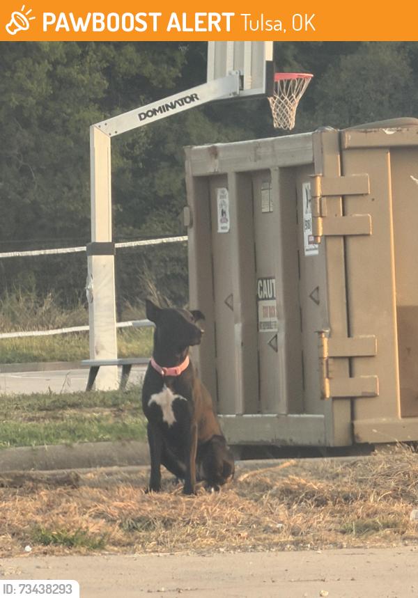 Found/Stray Unknown Dog last seen 41st and Garnett dove school back of the school, Tulsa, OK 74146