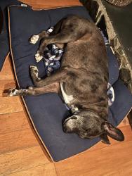 Lost Female Dog last seen Bahia loop, Ehren Cutoff, Land O' Lakes, FL 34639