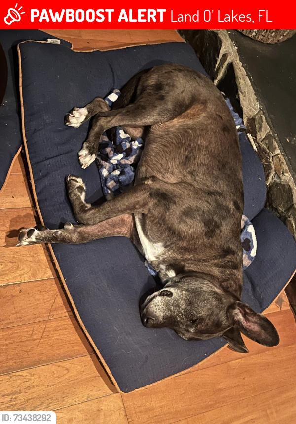 Lost Female Dog last seen Bahia loop, Ehren Cutoff, Land O' Lakes, FL 34639