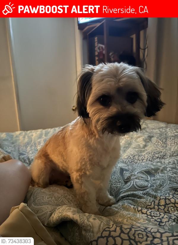 Lost Male Dog last seen Polk st California and Burton st, Riverside, CA 92505