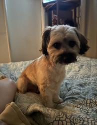 Lost Male Dog last seen Polk st California and Burton st, Riverside, CA 92505
