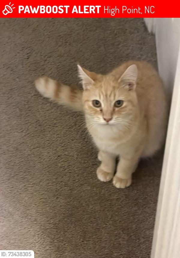 Lost Female Cat last seen Saunders Pl and Davis Ave, High Point, NC 27260