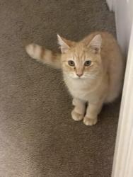 Lost Female Cat last seen Saunders Pl and Davis Ave, High Point, NC 27260