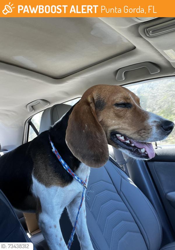 Found/Stray Male Dog last seen Piper Road and US 17, Punta Gorda, FL 33950