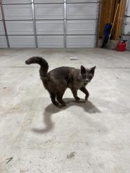 Found/Stray Unknown Cat last seen Belleville High School, Belleville, WI 53508