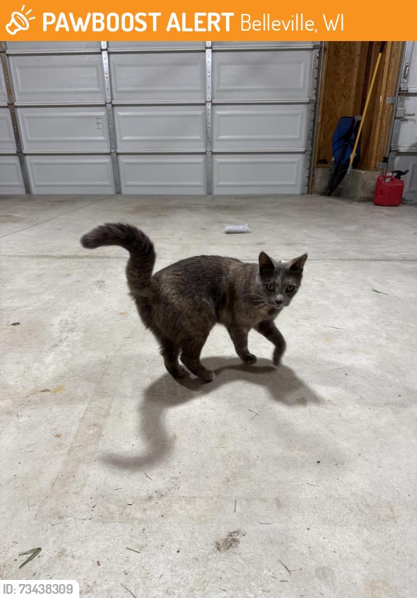 Found/Stray Unknown Cat last seen Belleville High School, Belleville, WI 53508