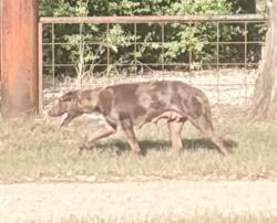 Found/Stray Female Dog last seen FM 974 and Hurta Lane, Bryan, TX 77808