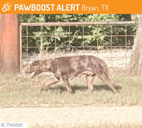 Found/Stray Female Dog last seen FM 974 and Hurta Lane, Bryan, TX 77808