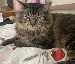 Lost Male Cat last seen Near Ozanam or Montrose in Norridge, Norridge, IL 60706
