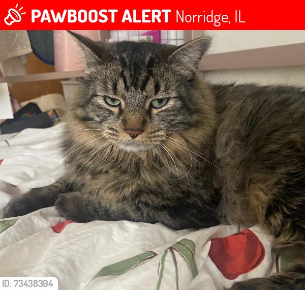 Lost Male Cat last seen Near Ozanam or Montrose in Norridge, Norridge, IL 60706