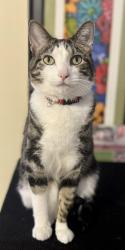 Lost Male Cat last seen Egret and Palmetto S Venice, Venice, FL 34293