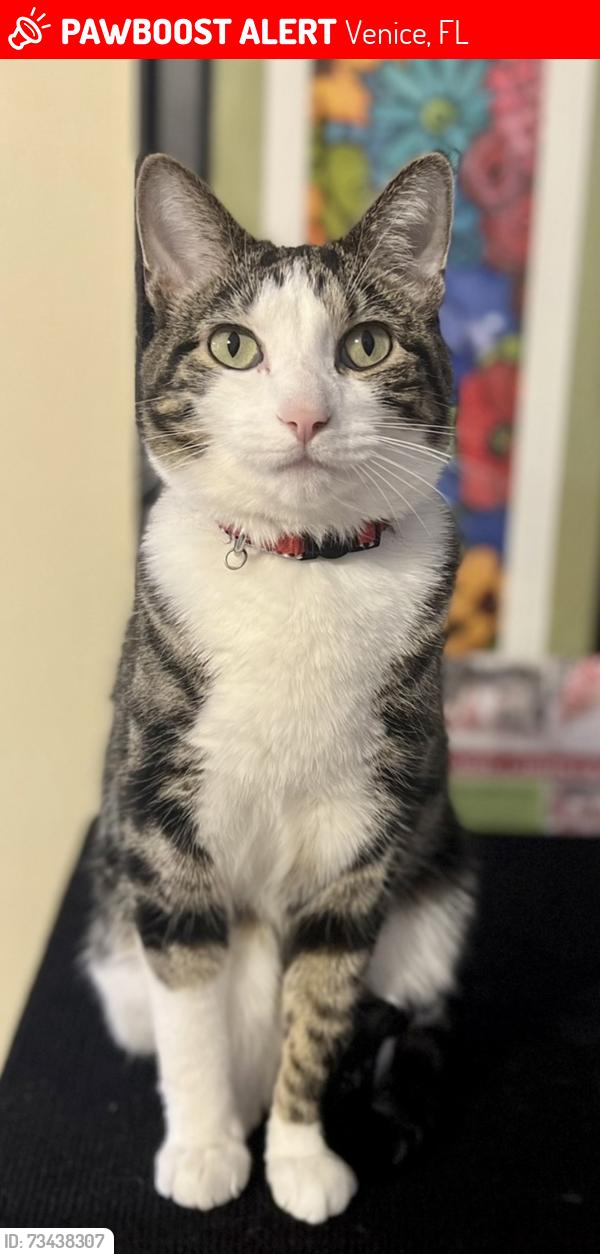Lost Male Cat last seen Egret and Palmetto S Venice, Venice, FL 34293