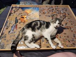 Reunited Female Cat last seen Reservoir ave., Bethel, CT 06801