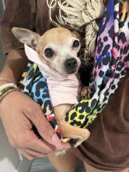 Lost Female Dog last seen near the humble animal shelter she was last seen, Humble, TX 77338