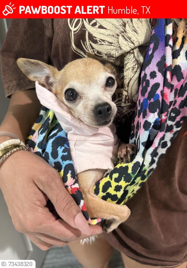 Lost Female Dog last seen near the humble animal shelter she was last seen, Humble, TX 77338
