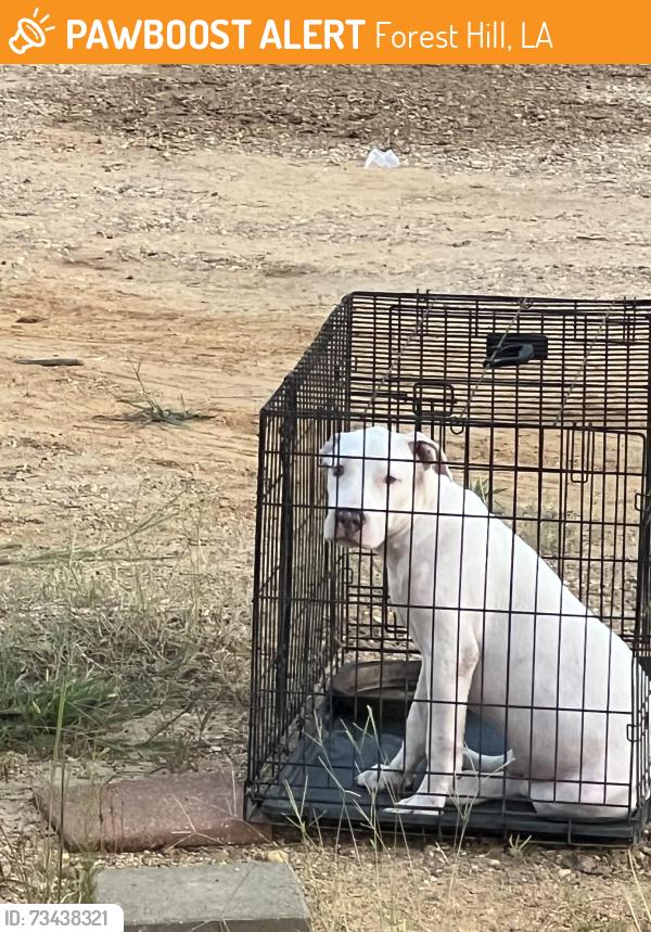 Found/Stray Male Dog last seen Highway 165, Forest Hill, LA 71430