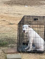 Found/Stray Male Dog last seen Highway 165, Forest Hill, LA 71430