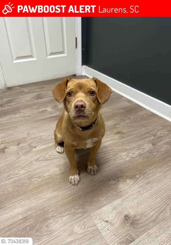 Lost Female Dog last seen Poole town rd at my driveway, Laurens, SC 29360