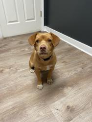 Lost Female Dog last seen Poole town rd at my driveway, Laurens, SC 29360