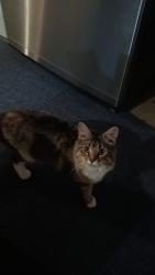 Lost Female Cat last seen Near murray ave, Akron, OH 44310