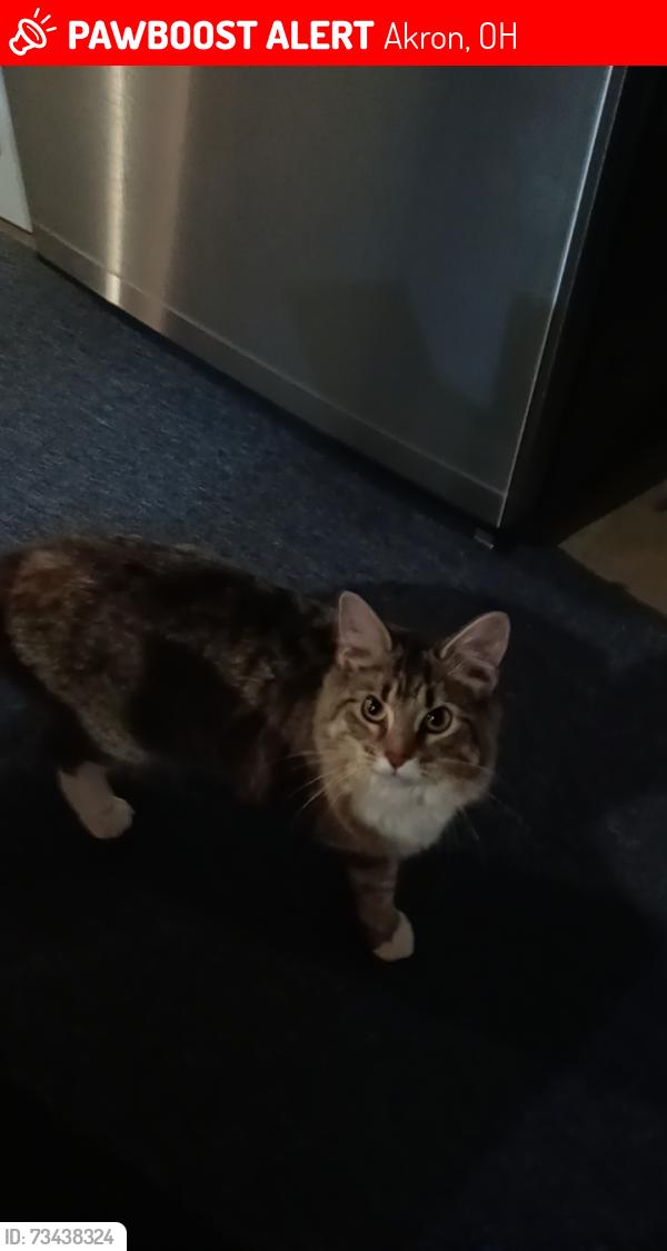 Lost Female Cat last seen Near murray ave, Akron, OH 44310