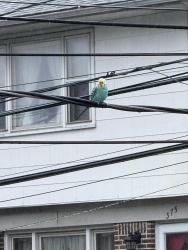 Found/Stray Female Bird last seen Falmouth Ave near the train tracks, Elmwood Park, NJ 07407