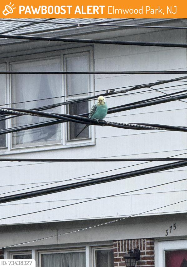 Found/Stray Female Bird last seen Falmouth Ave near the train tracks, Elmwood Park, NJ 07407