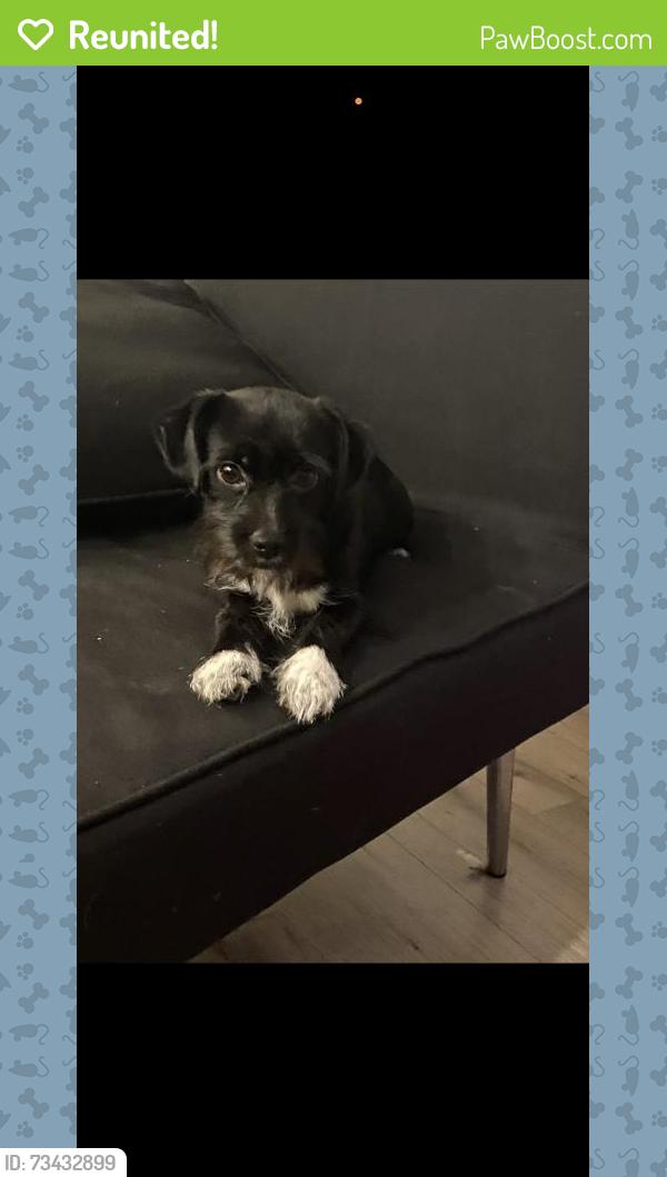 Reunited Male Dog last seen Near Iverson St, Oxon Hill, MD 20745, USA, Oxon Hill, MD 20745