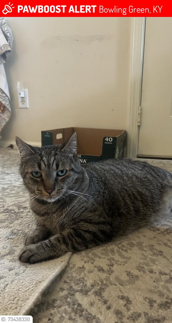 Lost Male Cat last seen Kendale Street, Bowling Green, KY 42103