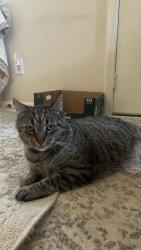 Lost Male Cat last seen Kendale Street, Bowling Green, KY 42103