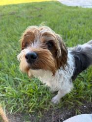 Found/Stray Male Dog last seen Close to Joel St, Lehigh Acres, FL 33974