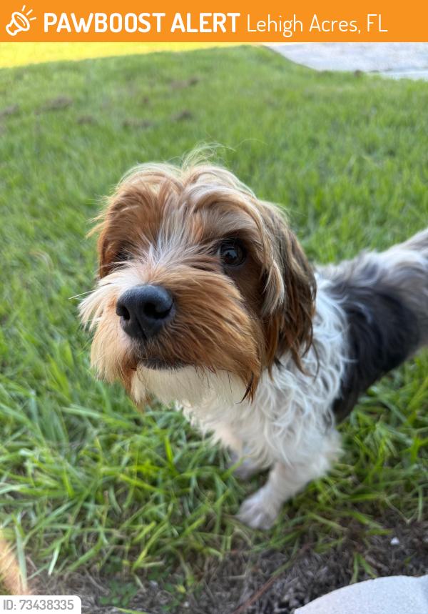 Found/Stray Male Dog last seen Close to Joel St, Lehigh Acres, FL 33974