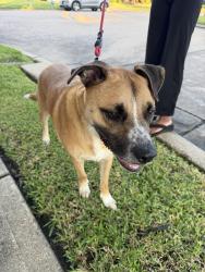 Reunited Female Dog last seen Cypress Waters Dr, Houston, TX 77429