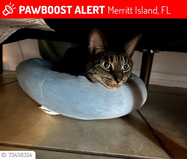 Lost Male Cat last seen By the Autozone, Merritt Island, FL 32953