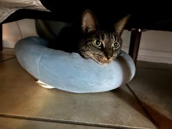 Lost Male Cat last seen By the Autozone, Merritt Island, FL 32953